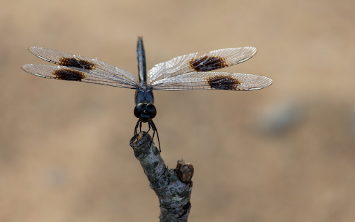 Squid dragonfly screenshot 1