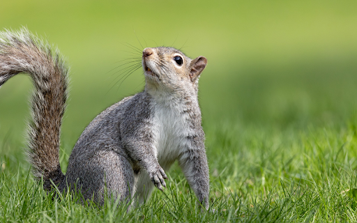 Squirrel screenshot 1