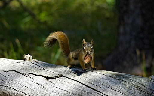 Squirrel and pinecone screenshot 1