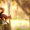 Squirrel in the Tree: A Tiny Acrobat of the Forest logo