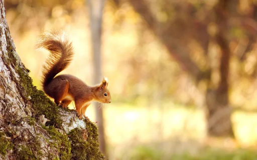 Squirrel in the Tree: A Tiny Acrobat of the Forest screenshot 1