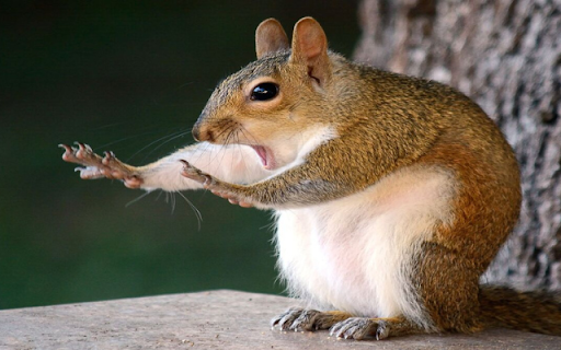 Squirrel: The Agile and Playful Tree Acrobat screenshot 1