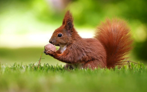 Squirrel: The Energetic and Clever Climber screenshot 1