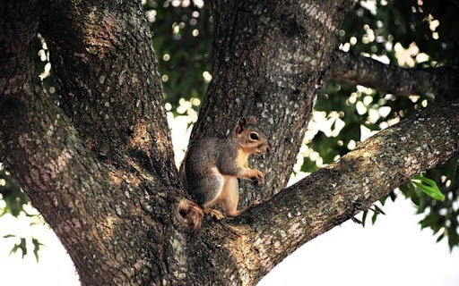 SQUIRREL THEME screenshot 1