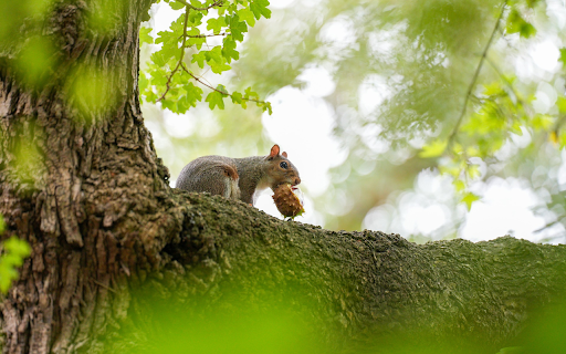 Squirrel undressing on a tree screenshot 1