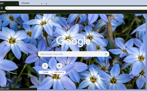 Starflower screenshot 1