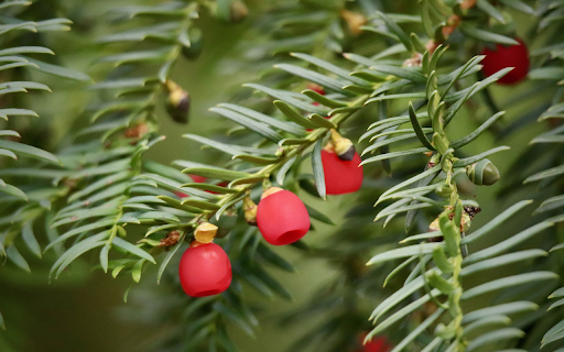 Stiff leaves and red flowers screenshot 1