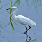 Stork by the lake wallpaper logo