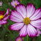 Striking Bicolor Cosmos Blooms logo
