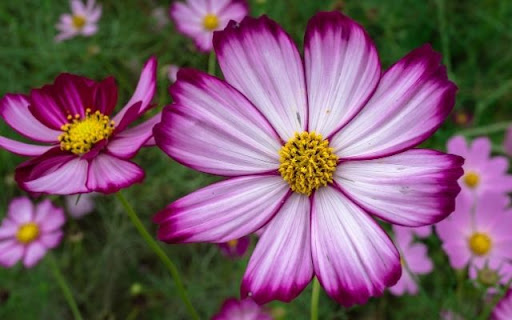 Striking Bicolor Cosmos Blooms screenshot 1