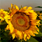 Sunflower logo