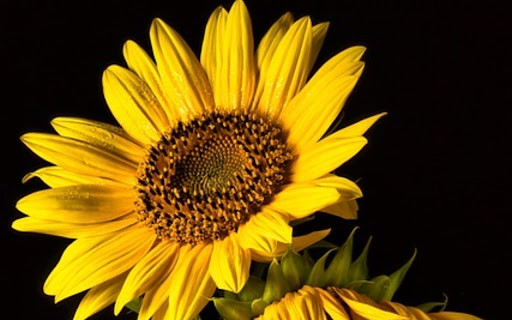SUNFLOWER 2 Theme screenshot 1
