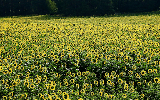 Sunflower field screenshot 1