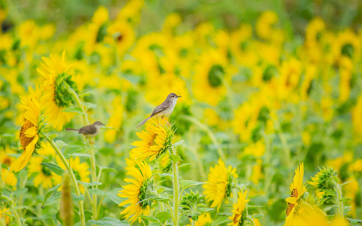Sunflower Field screenshot 1