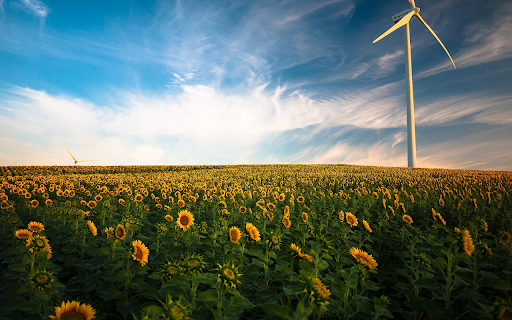 Sunflower Field and Windmill screenshot 1