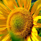 sunflower THEME logo