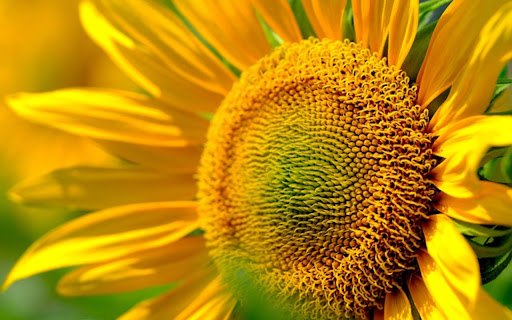 sunflower THEME screenshot 1