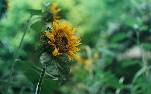 SUNFLOWER Theme screenshot 1