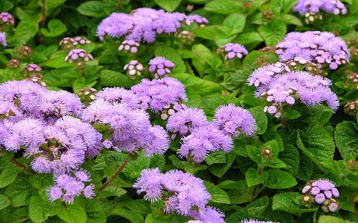 sunflower wallpaper screenshot 1