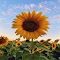 Sunflower Wallpaper logo