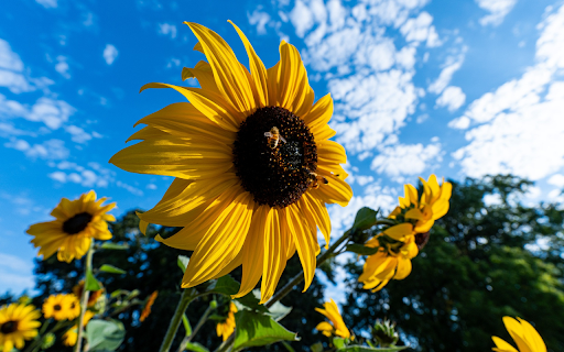 Sunflowers and bees screenshot 1