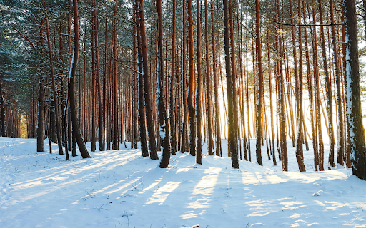 Sunlight through the trees screenshot 1