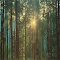 Sunrise Interface In Wild Forest logo