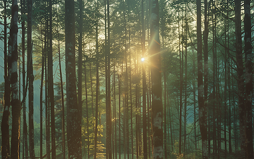 Sunrise Interface In Wild Forest screenshot 1
