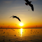 Sunset and Migratory Seagulls Live Wallpaper logo