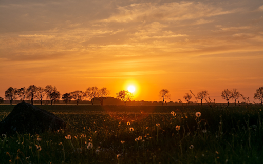 Sunset behind the trees screenshot 1