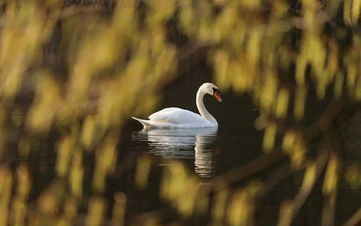 SWAN 2 Theme screenshot 1