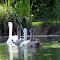 Swans and lake logo