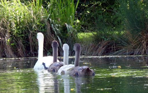 Swans and lake screenshot 1