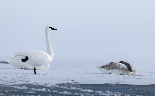 Swans and white snow screenshot 1