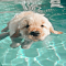 Swimming dog wallpaper logo
