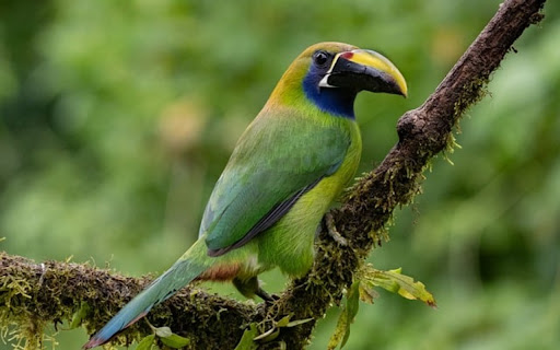 TACANET BIRD THEME screenshot 1