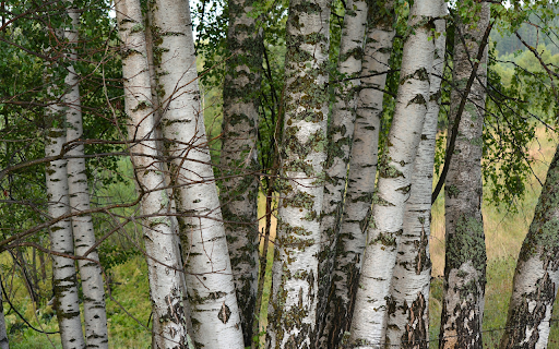 tall and long tree screenshot 1