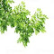 tamarind tree wallpaper... logo
