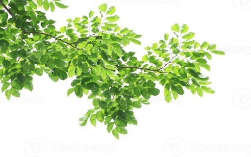 tamarind tree wallpaper... screenshot 1