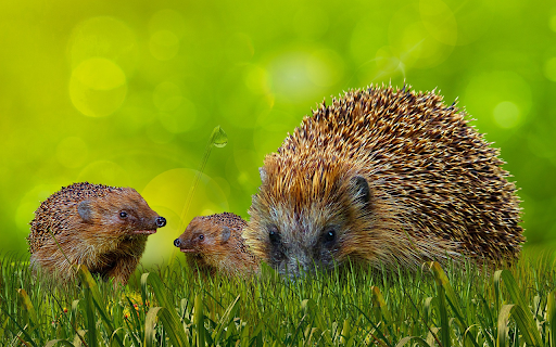 Teach your child to survive screenshot 1