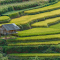 terraced fields logo
