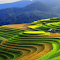 Terraced fields wallpaper logo