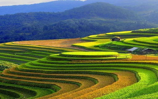 Terraced fields wallpaper screenshot 1