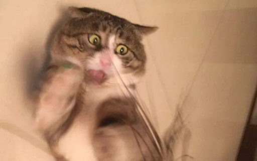 Terrified Cat screenshot 1