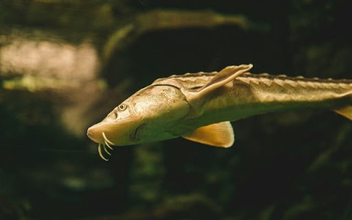 The Ancient Survivor: Sturgeon screenshot 1