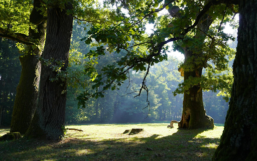 The ancient tree roots screenshot 1