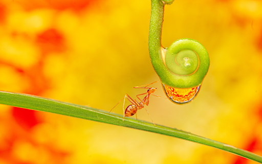 The ant and the thread screenshot 1