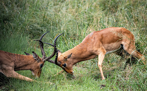 The Antelopes and the Horns screenshot 1