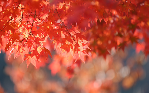The autumn leaves screenshot 1