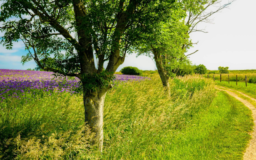 The beautiful small road screenshot 1